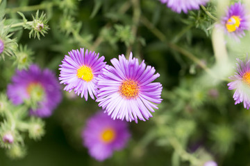 purple flower in nature