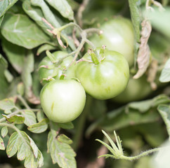 green tomatoes in the garden