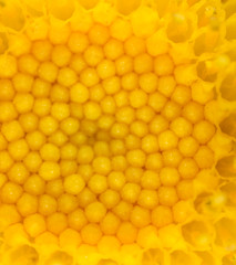 background of a yellow flower. close