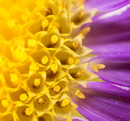 Obraz premium background of a yellow flower. close