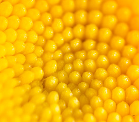 background of a yellow flower. close