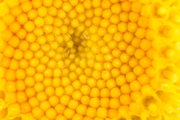 background of a yellow flower. close