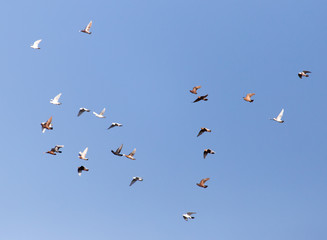 Dove in flight against blue sky