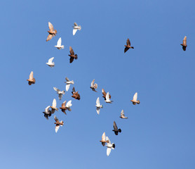 Dove in flight against blue sky