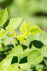 Beautiful branch with green leaves of raspberry