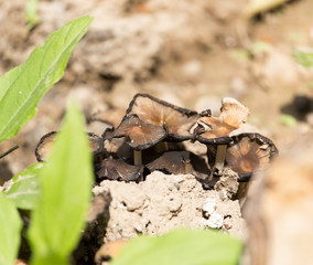toadstool mushroom in nature
