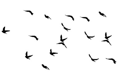 flock of pigeons on a white background