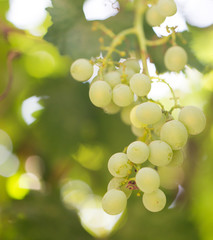 Grapes on the nature