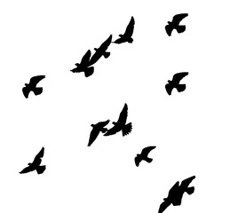 Fototapeta na wymiar flock of pigeons on a white background