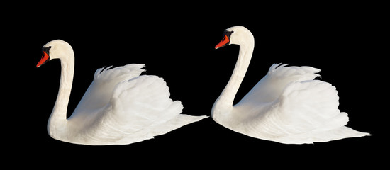 Fluffy white swans.