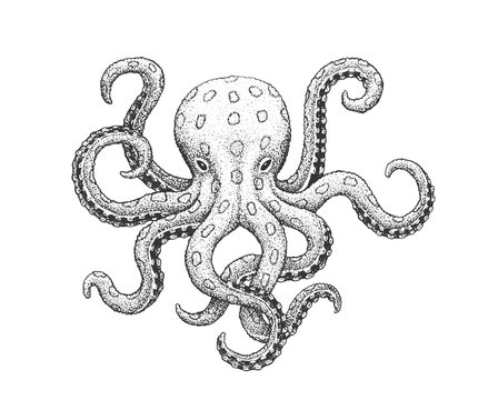 Octopus Engraving Illustration