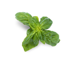 basil on white background