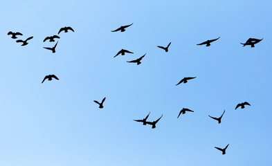 silhouette of a flock of pigeons on blue sky