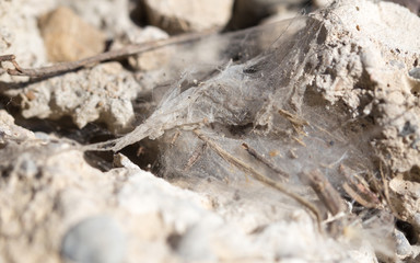 cobwebs on the wall