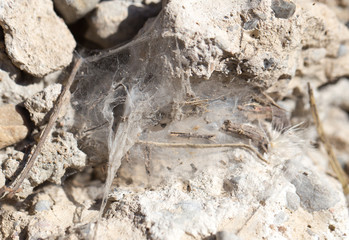 cobwebs on the wall