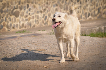 White dog walking on the street