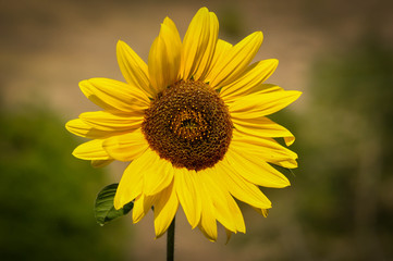 Close-up of yellow sunflower 