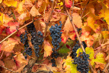 Vitigno umbro in autunno con grappoli di uva nera