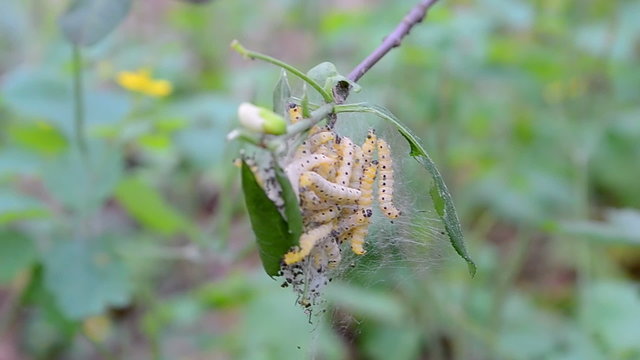 vermin plant pests (cocoon worms) eat green leafs on the oak tree in the forest, danger caterpillars closeup