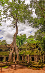 Tree roots growing on the building in ruin Ta Prohm, part of Khmer temple complex