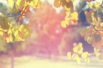 blurred abstract photo of light burst among trees and glitter bokeh lights. filtered image and textured.
