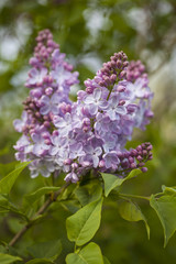 Fototapeta na wymiar Lilac flower
