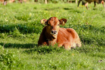 Calv is laying on a field