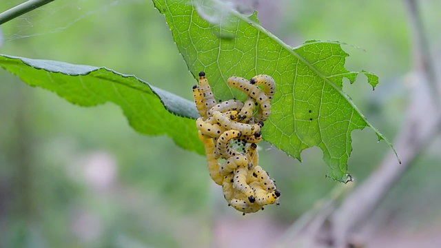 vermin plant pests (cocoon worms) eat green leafs on the oak tree in the forest, danger caterpillars closeup