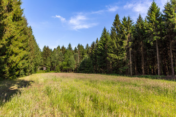 Fototapeta na wymiar Wald und Wiese im Sommer