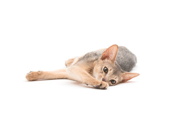 Abyssinian kitten