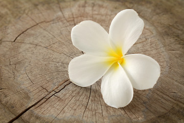Obraz na płótnie Canvas Plumeria flower on old wood floor.