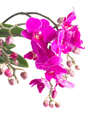 Fototapeta na wymiar Bunch of violet orchids 