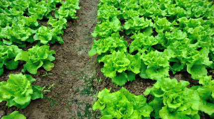 green lettuce crops in growth at garden