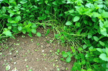   motherwort plants