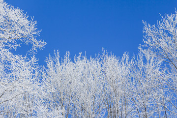 White winter wonderland with blue sky and frame of trees. Wonderful cold xmas weather scene with winter forest trees and branches full of ice and snow. Copyspace. Part of cool series.