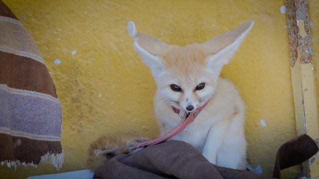 a fennec fox portrait