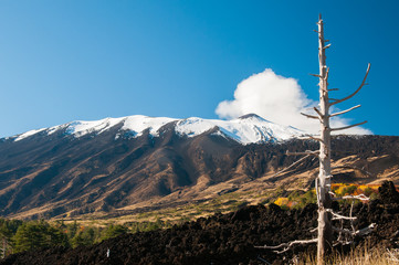 View of a naked pine tree trunk and the northern side of Mount Etna