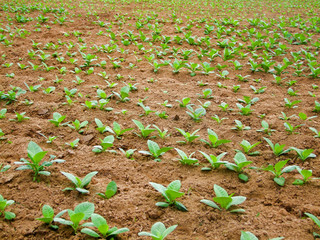 young tobacco plants