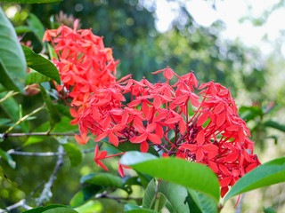 red blossom