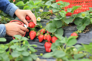 picking strawberry in garden