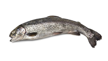 Obraz premium Trucha de río