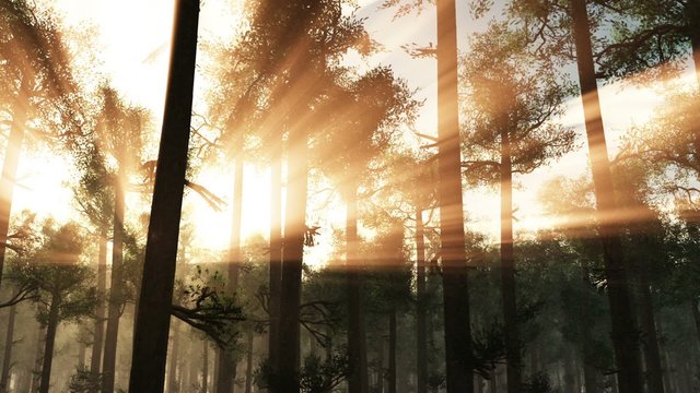 A beautiful morning with sunrays shining through the forest trees