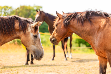 Obraz premium Majestic graceful brown horses in meadow.
