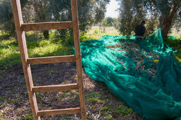 Wooden ladder leaned on a tree and olive pickers at work in the background © siculodoc