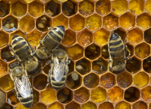 Pouring honey pollen