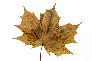 painted autumn leaf