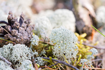 White reindeer moss photo
