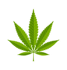 Marijuana hemp leaf on white background