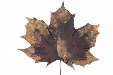 Naklejka premium painted autumn leaf