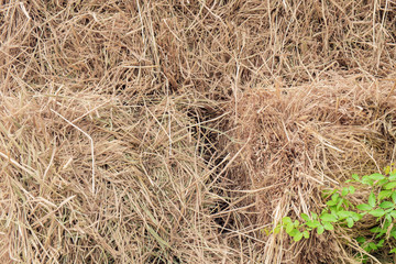 Straw textured/Close up straw textured background.